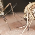 two mosquitoes feeding.