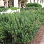 Rosemary as edible hedging