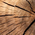 Tree stump texture.