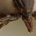 macro photo of a tick