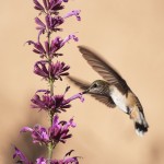 a hummingbird feeds from Agastache Cana