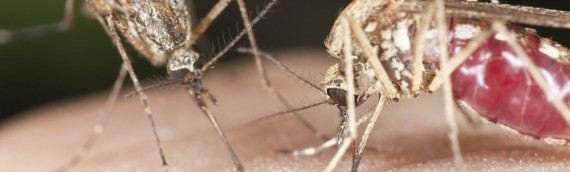 Top 5 Ways to Avoid Mosquitoes