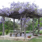 Wisteria blooming on a pergola.