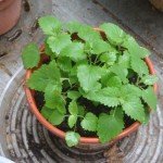 Potted catnip.