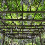 Wisteria Flowers in Bloom on Pergola at Portland Japanese Garden.