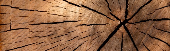 5 Ways to Remove a Tree Stump