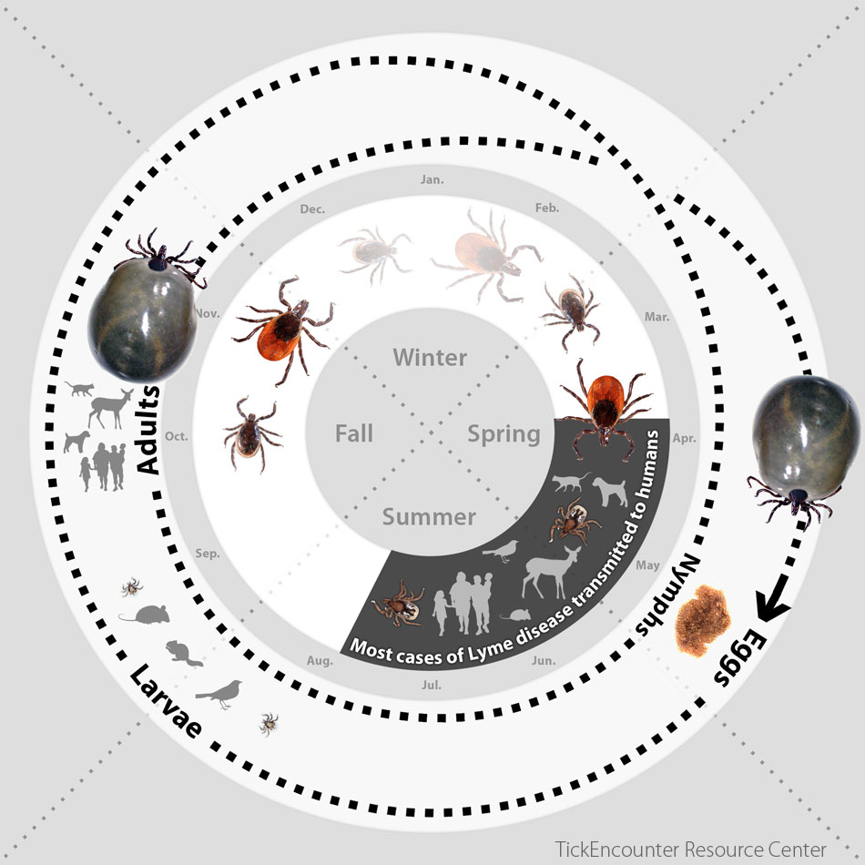 life cycle of a tick