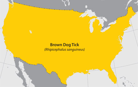 map of the brown dog tick's habitat