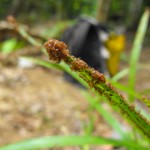 ticks congregating on the tip of a blade of grass