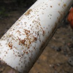 a pvc pipe covered in ticks
