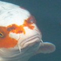 Koi coming to surface of water to eat a food pellet.