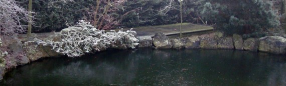 Preparing a Koi Pond for the Winter