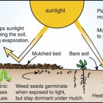 How mulch works