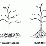 A diagram showing how to apply mulch to the base of trees and shrubs.