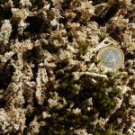 moss growing under an early formation of travertine.