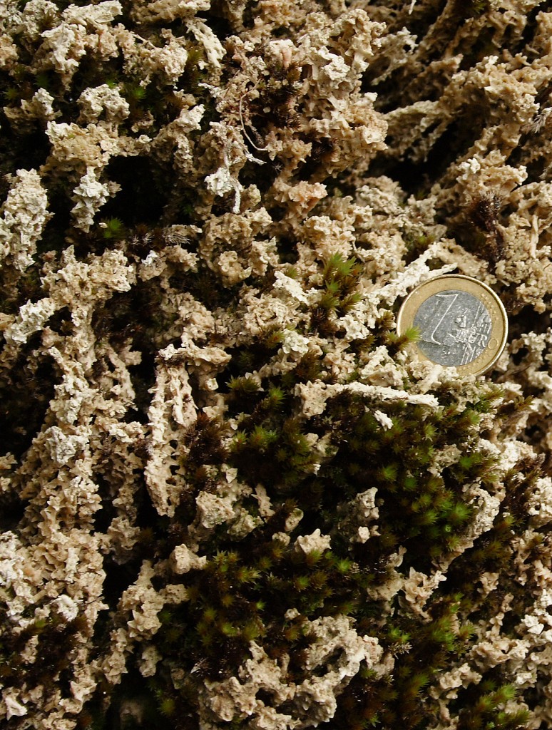 moss growing under an early formation of travertine.